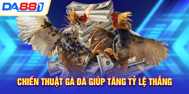 Chiến thuật gà đá giúp tăng tỷ lệ thắng