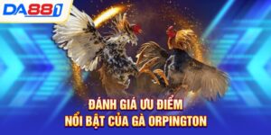 danh gia uu diem noi bat cua ga orpington