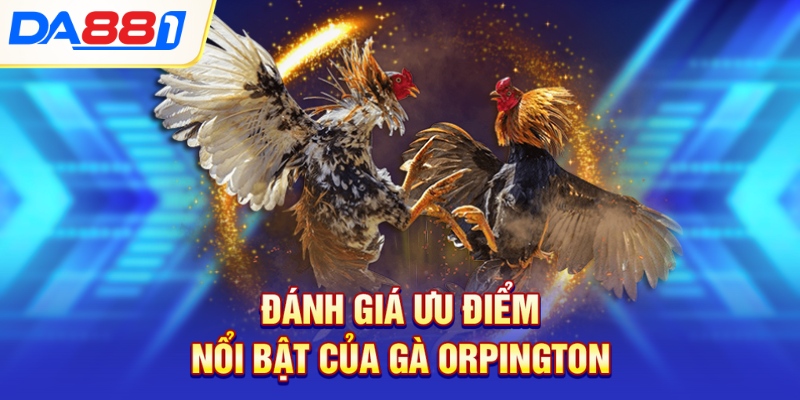 Đánh giá ưu điểm nổi bật của gà Orpington Đánh giá ưu điểm nổi bật của gà Orpington