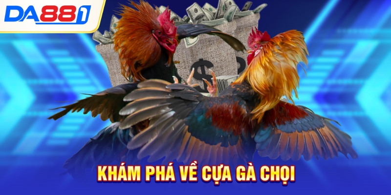 Khám phá về cựa gà chọi