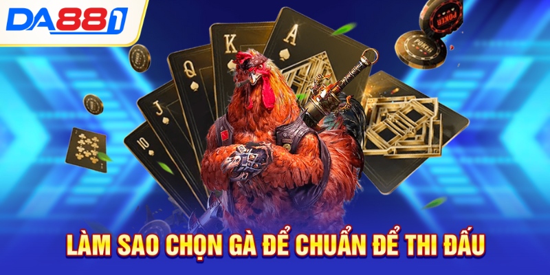 Làm sao chọn gà để chuẩn để thi đấu Làm sao chọn gà để chuẩn để thi đấu