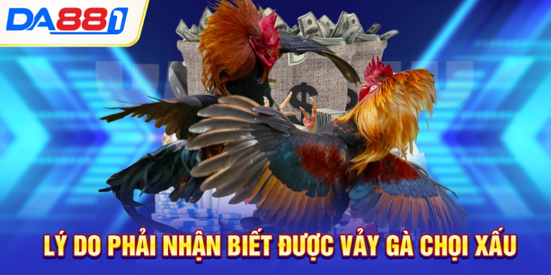 Lý do phải nhận biết được vảy gà chọi xấu Lý do phải nhận biết được vảy gà chọi xấu