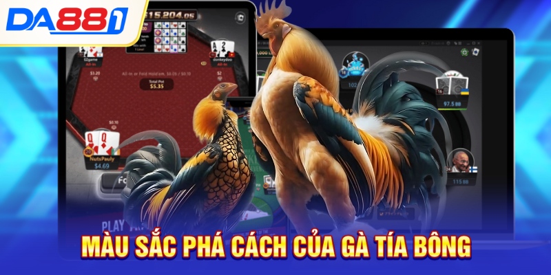 Màu sắc phá cách của gà tía bông Màu sắc phá cách của gà tía bông