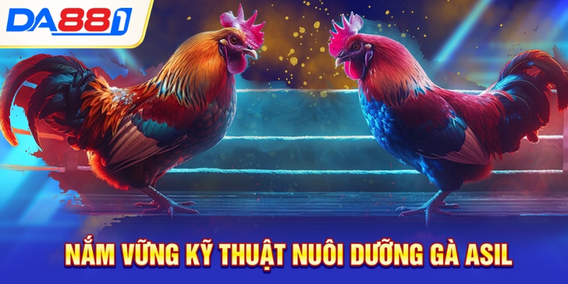 Nắm vững kỹ thuật nuôi dưỡng gà Asil Nắm vững kỹ thuật nuôi dưỡng gà Asil