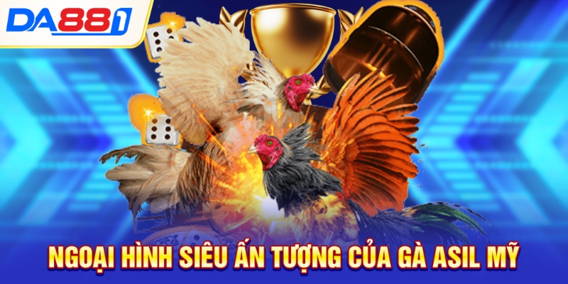 Ngoại hình siêu ấn tượng của gà Asil mỹ Ngoại hình siêu ấn tượng của gà Asil mỹ