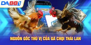 Nguồn gốc thú vị của gà chọi Thái Lan