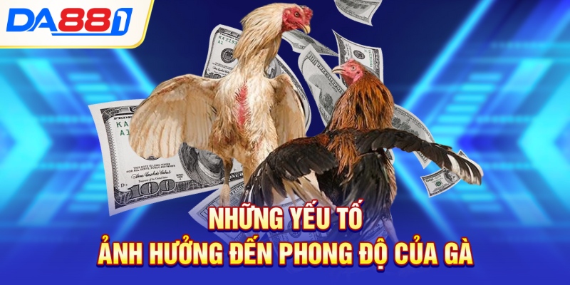 Những yếu tố ảnh hưởng đến phong độ của gà Những yếu tố ảnh hưởng đến phong độ của gà