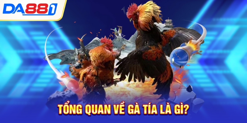 Tổng quan về gà tía là gì? Tổng quan về gà tía là gì?