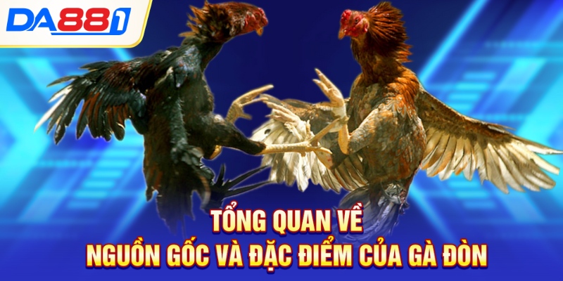 Tổng quan về nguồn gốc và đặc điểm của gà đòn Tổng quan về nguồn gốc và đặc điểm của gà đòn là gì?